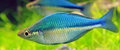 Blue rainbow