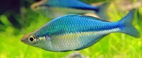 Blue rainbow