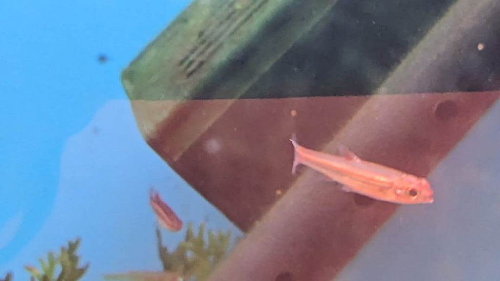 Red Shiner Male fish1