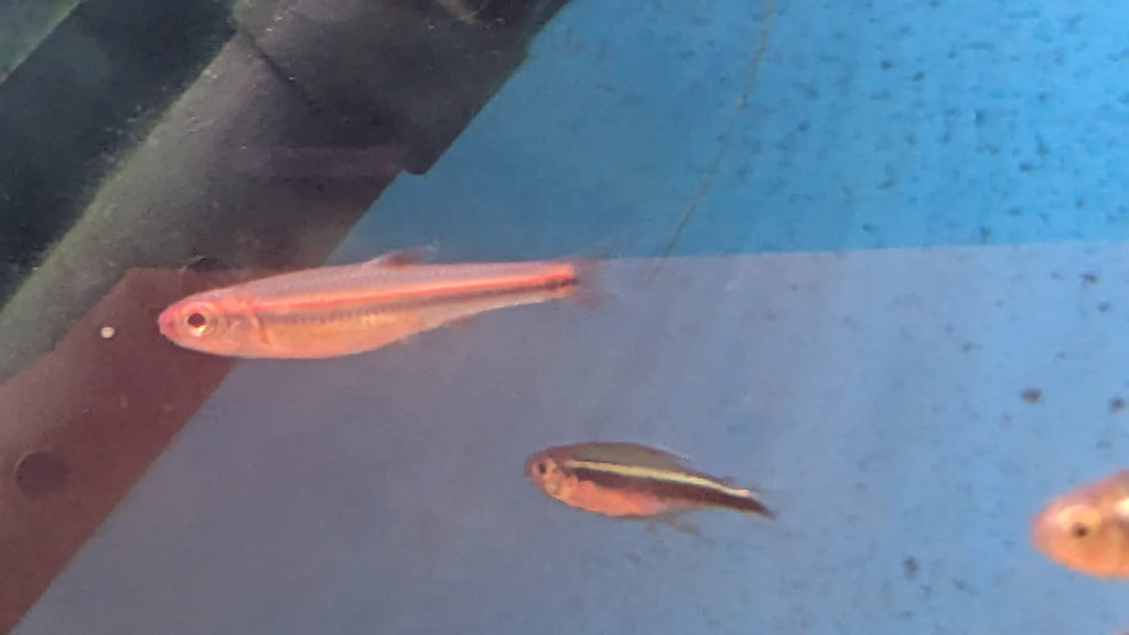 Red Shiner Male fish1