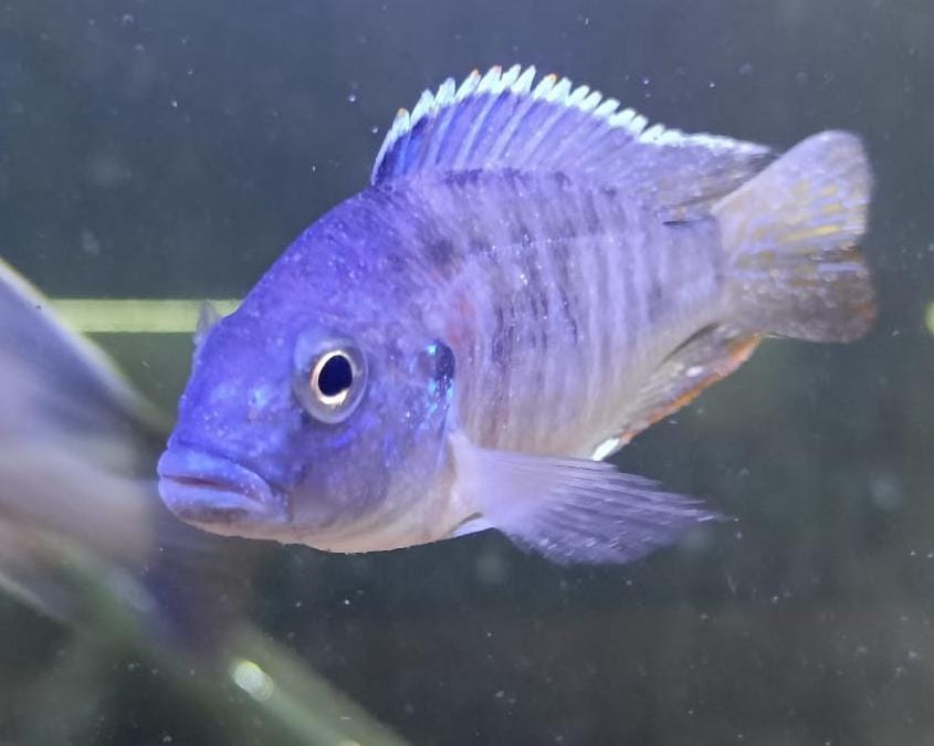 Blue-Peacock-Cichlid