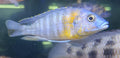 Blue-Peacock-Cichlid