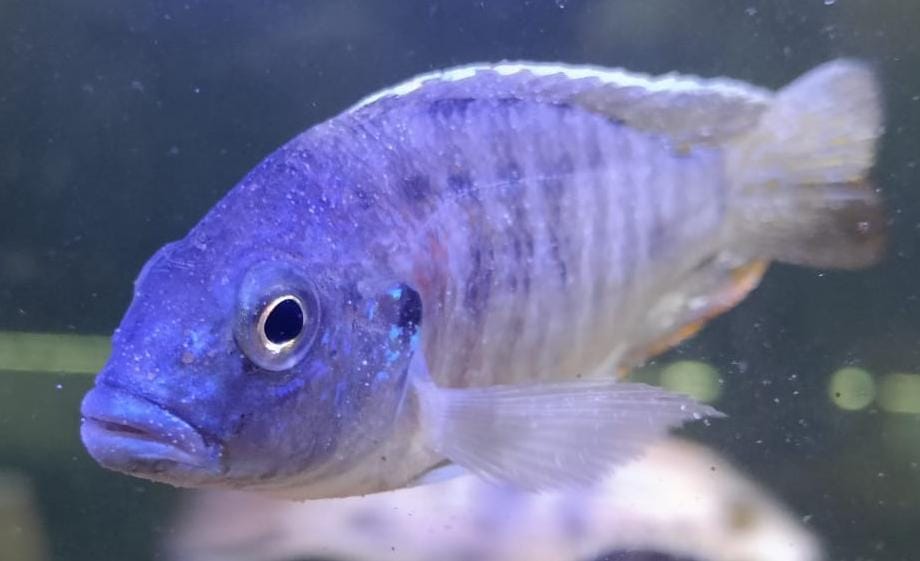 Blue-Peacock-Cichlid.