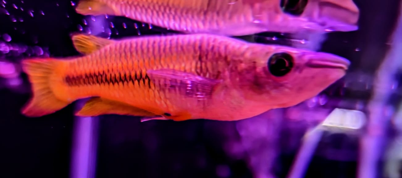 Golden panchax