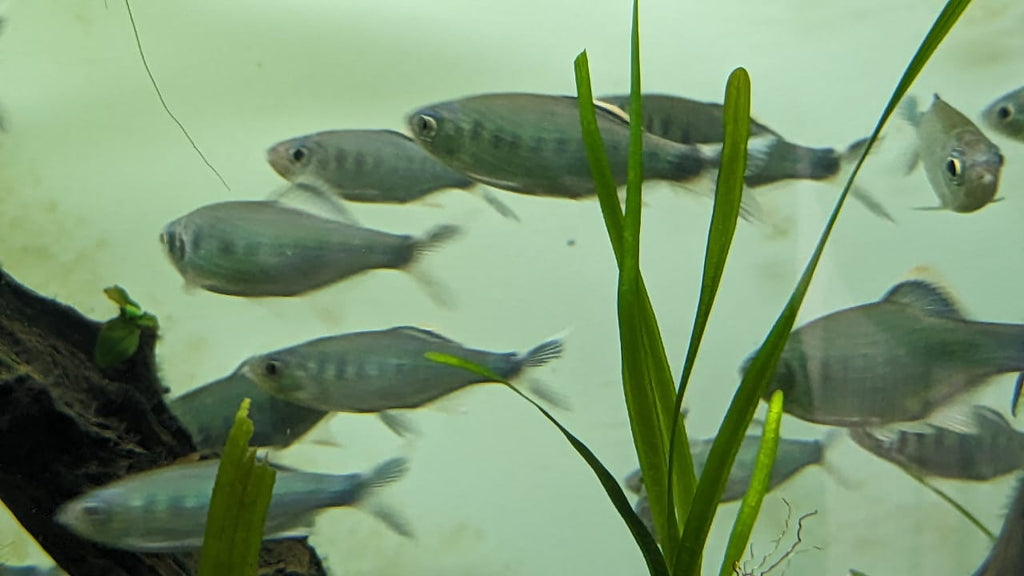 Malabar Danio fish