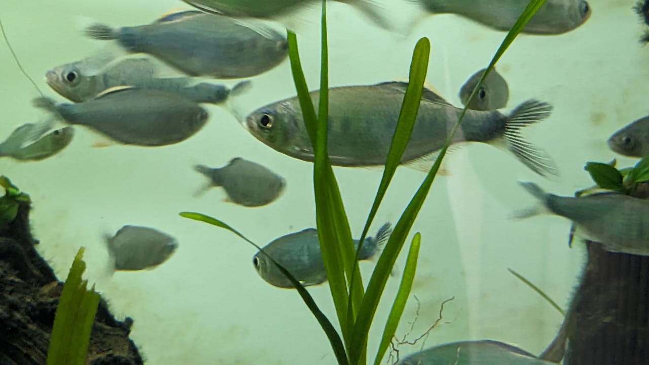 Malabar Danio fish