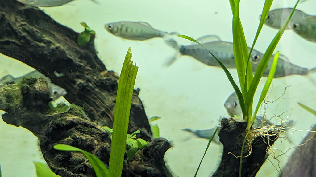 Malabar Danio fish