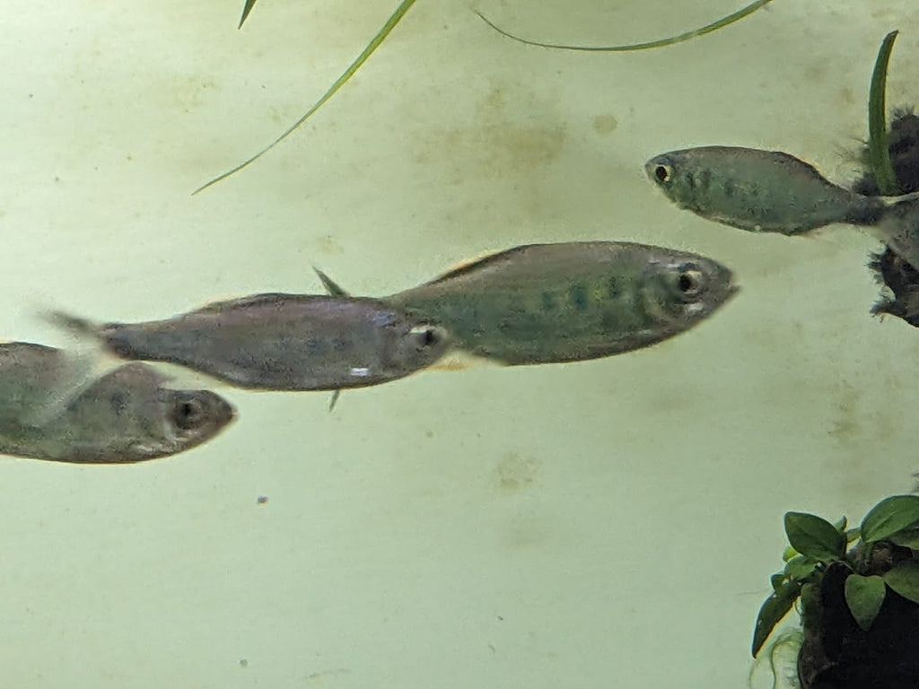 Malabar