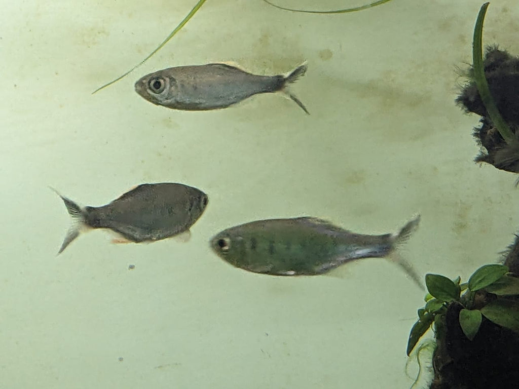 Malabar