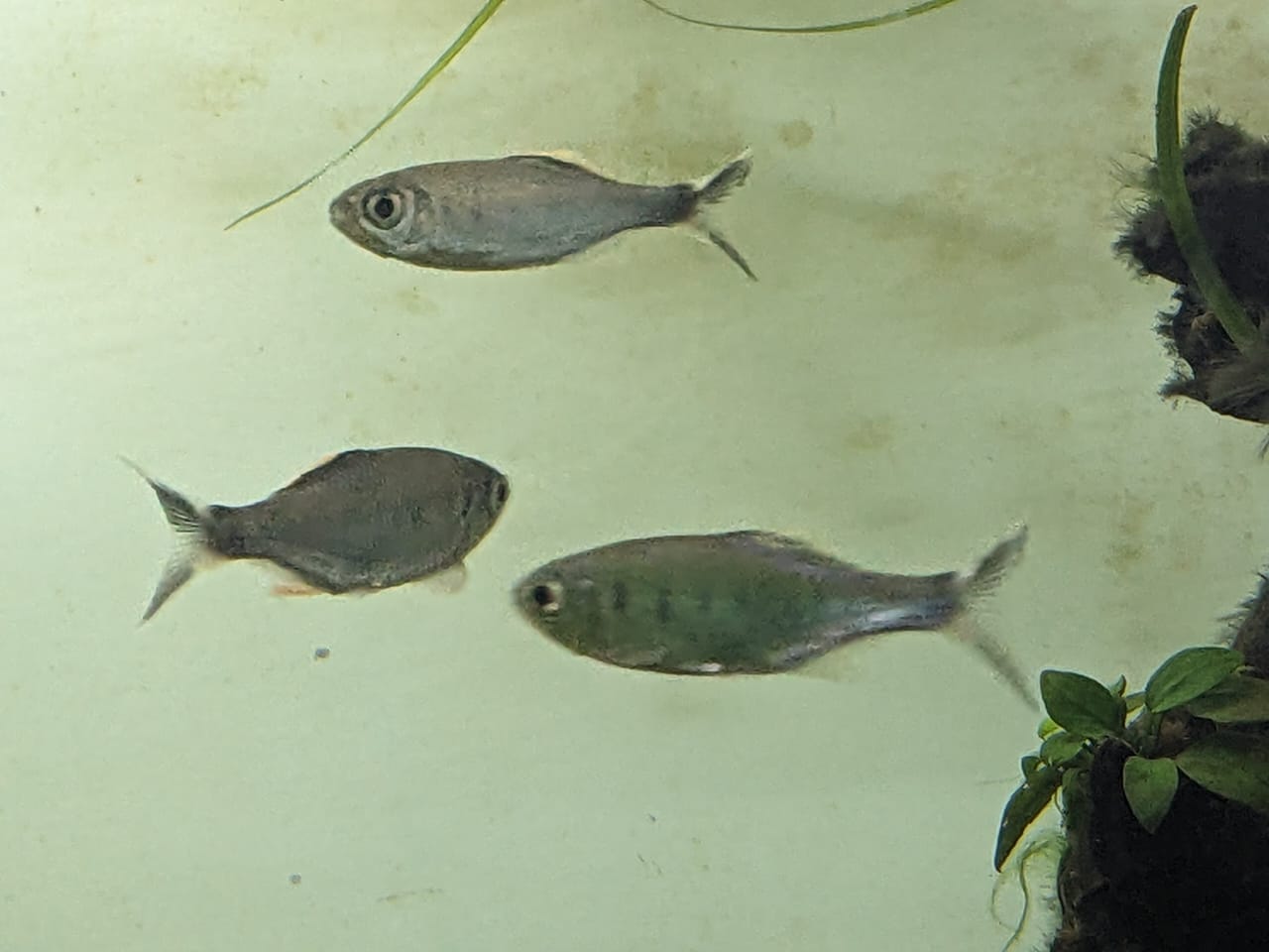 Malabar