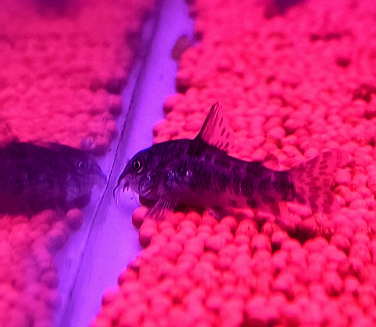 Pepper cory