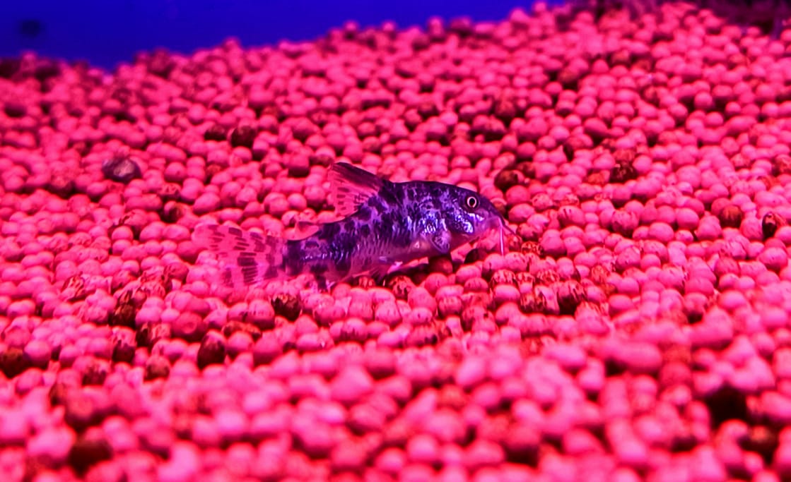 Pepper cory