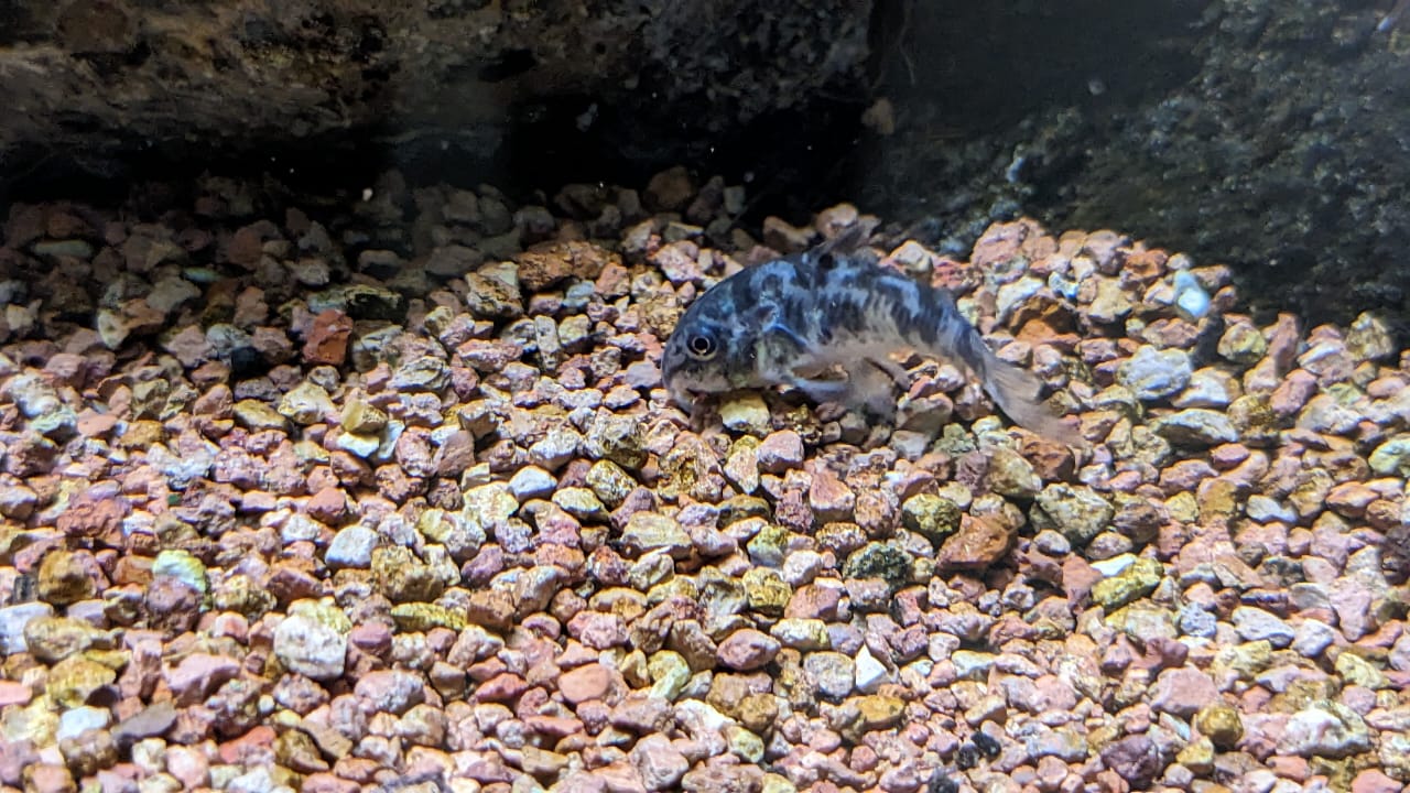 Peppered Corydoras