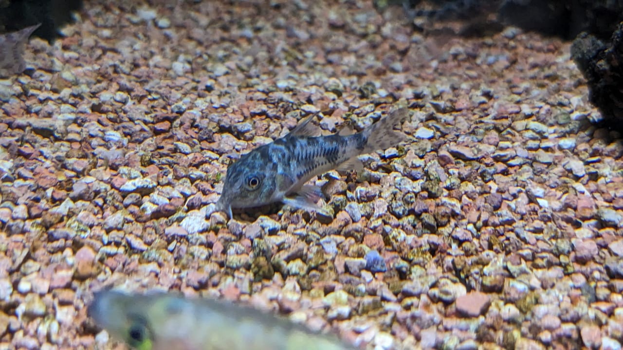 Peppered Corydoras