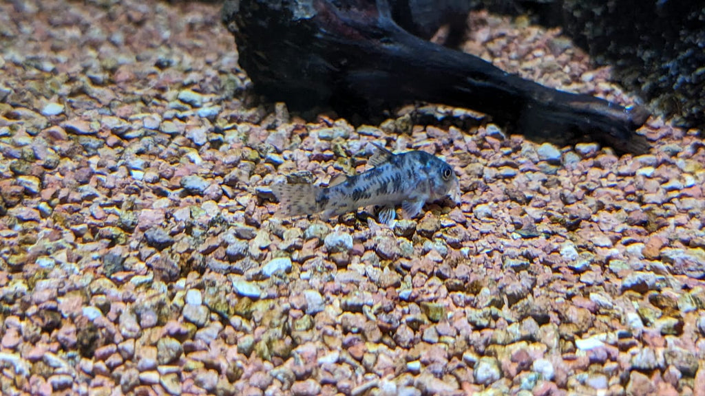Peppered Corydoras