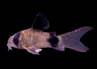 panda-corydoras-long-fin