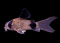 panda-corydoras-long-fin