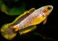 peacock goby