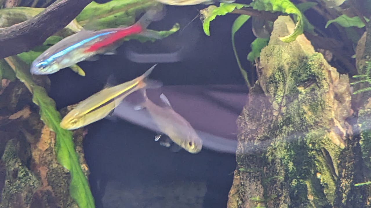 Gold tetra