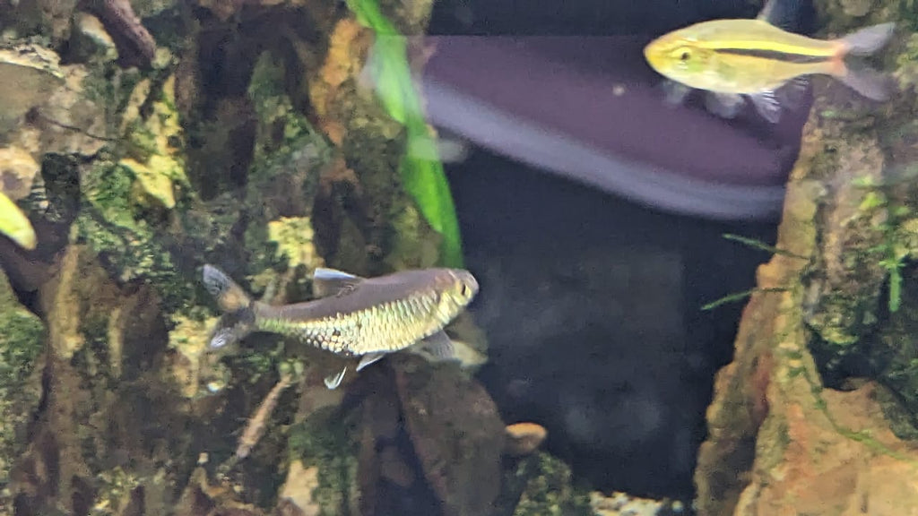 Gold tetra