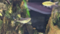Gold tetra