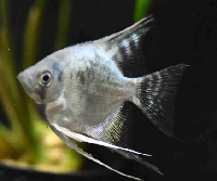 smokey blue angelfish