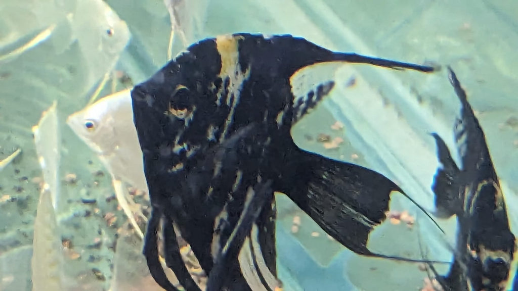 leopard blue angel