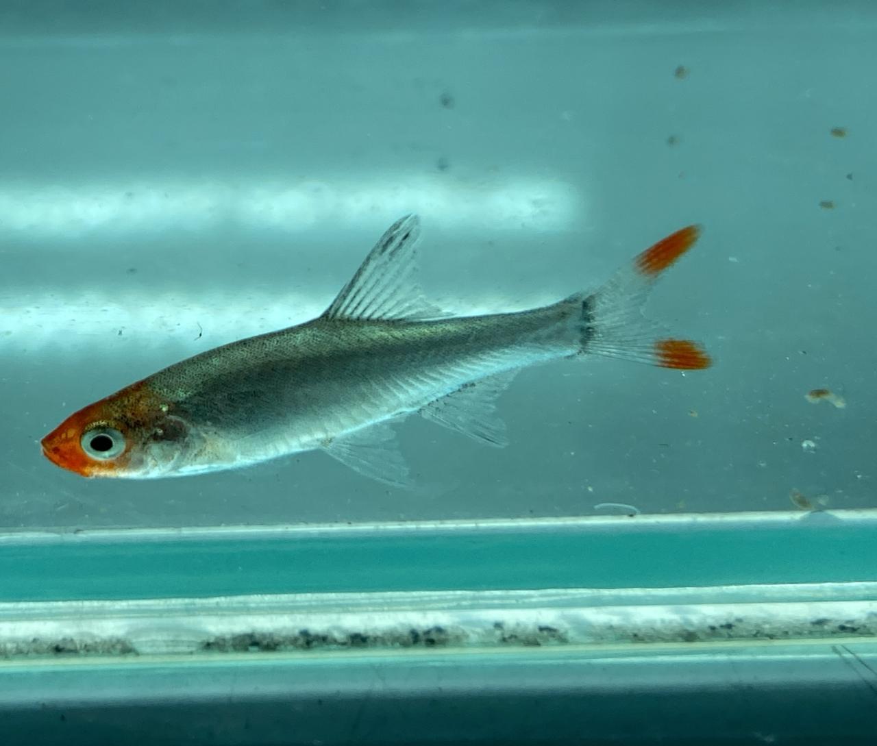Sawbwa rasbora