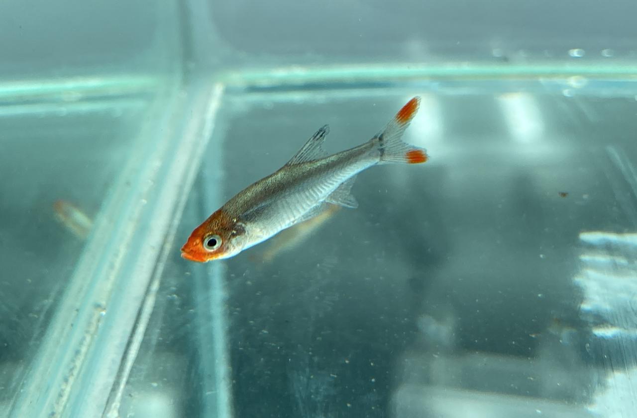 Sawbwa rasbora