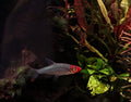 Sawbwa rasbora