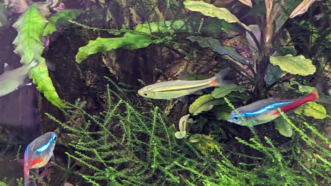 Red Tail Rasbora