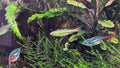 Red Tail Rasbora