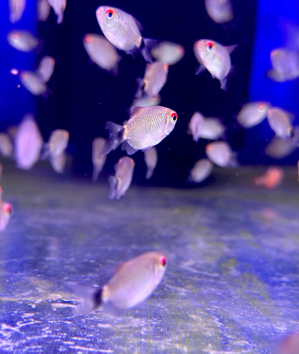 red eye tetra (1)