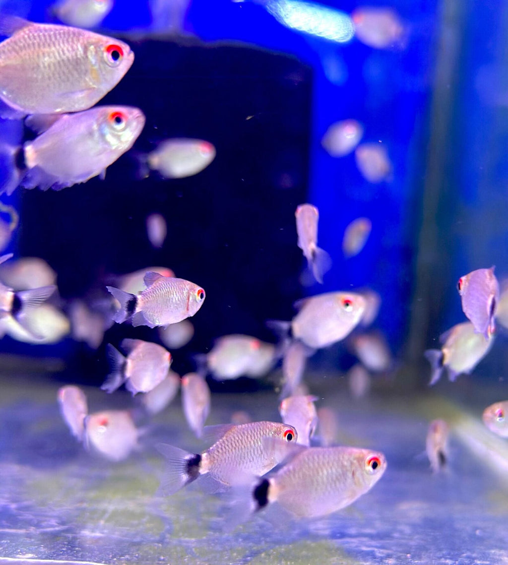 red eye tetra (2)