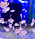 red eye tetra (2)