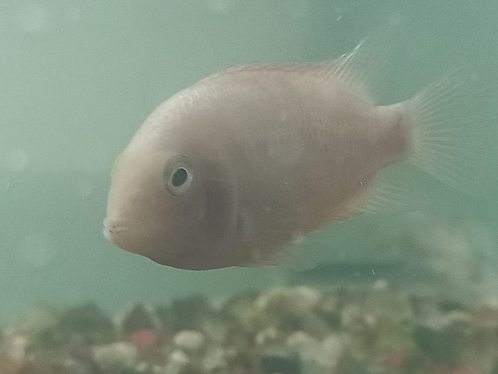 Albino-Convict-Cichlid