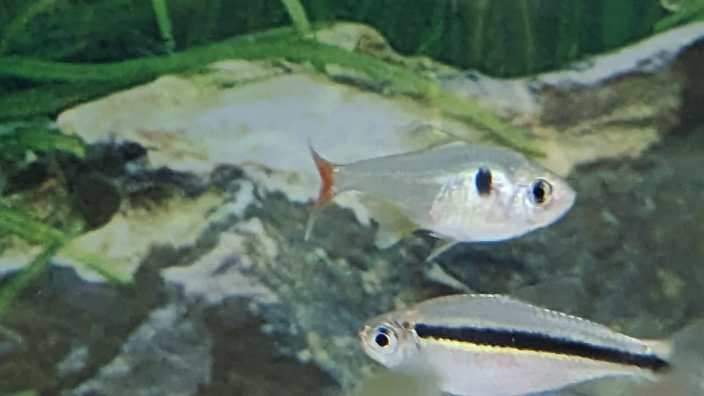 Red Tail Yellow Phantom Tetra