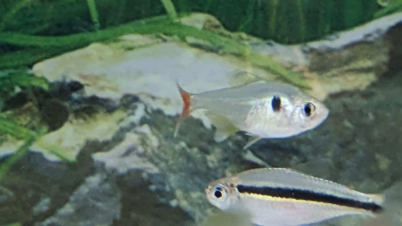 Red Tail Yellow Phantom Tetra