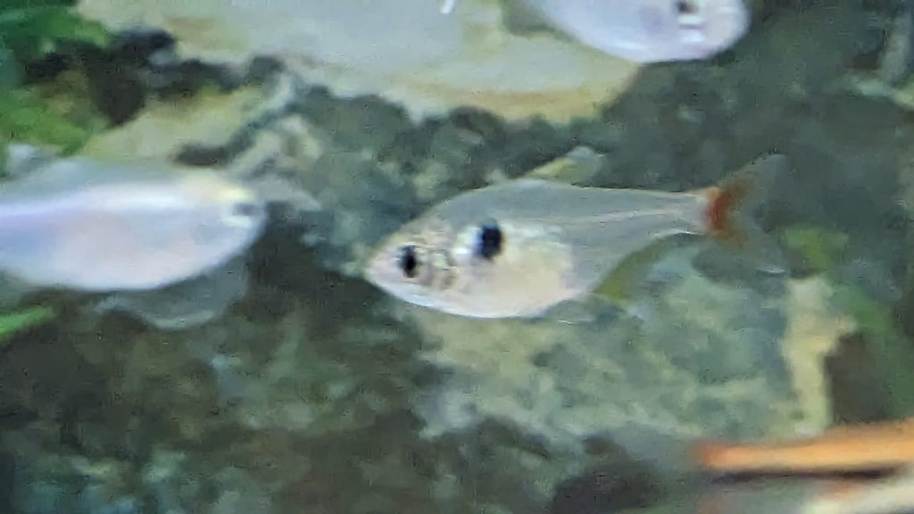 Red Tail Yellow Phantom Tetra