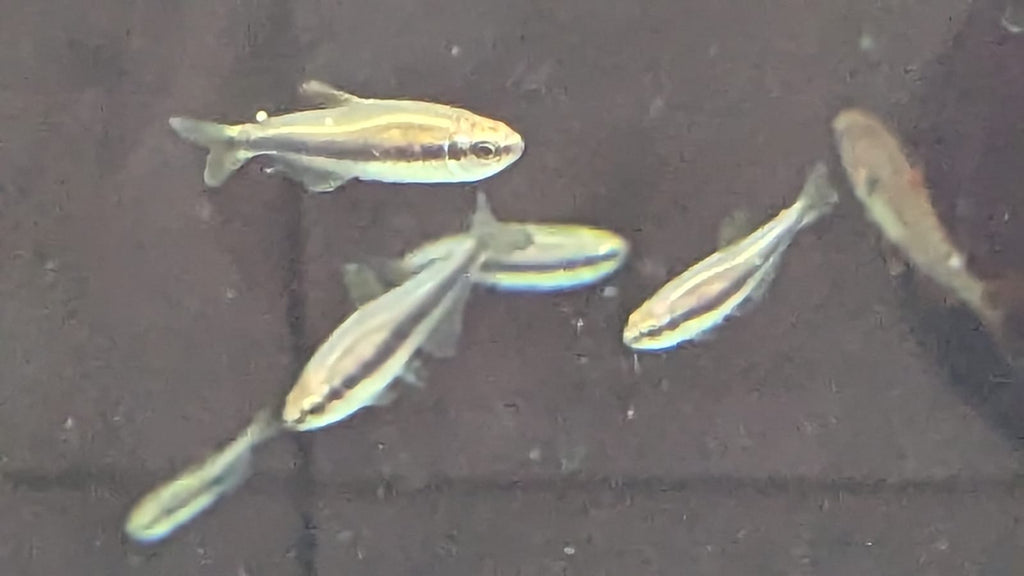 Purple Emperor Tetra