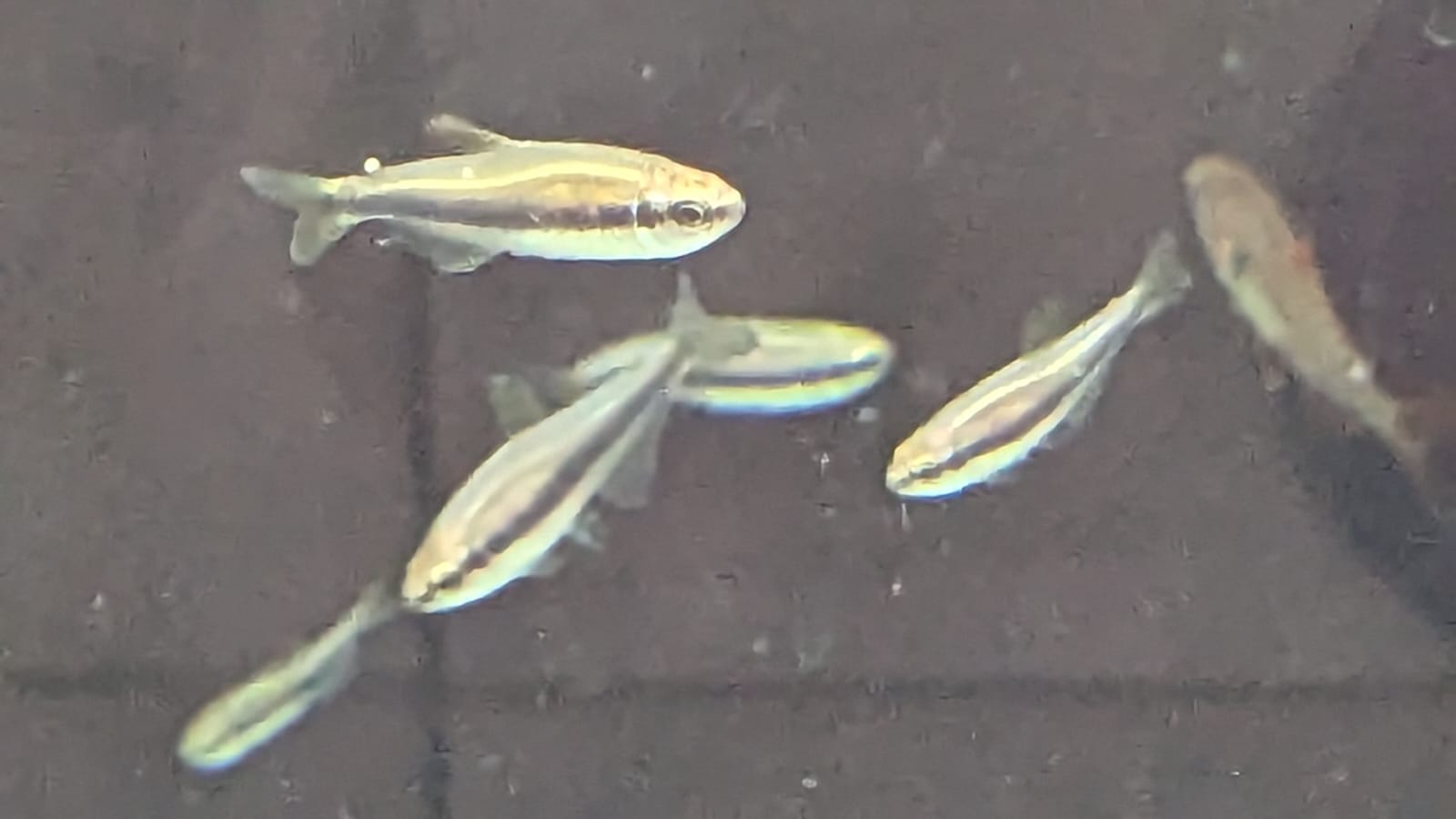 Purple Emperor Tetra