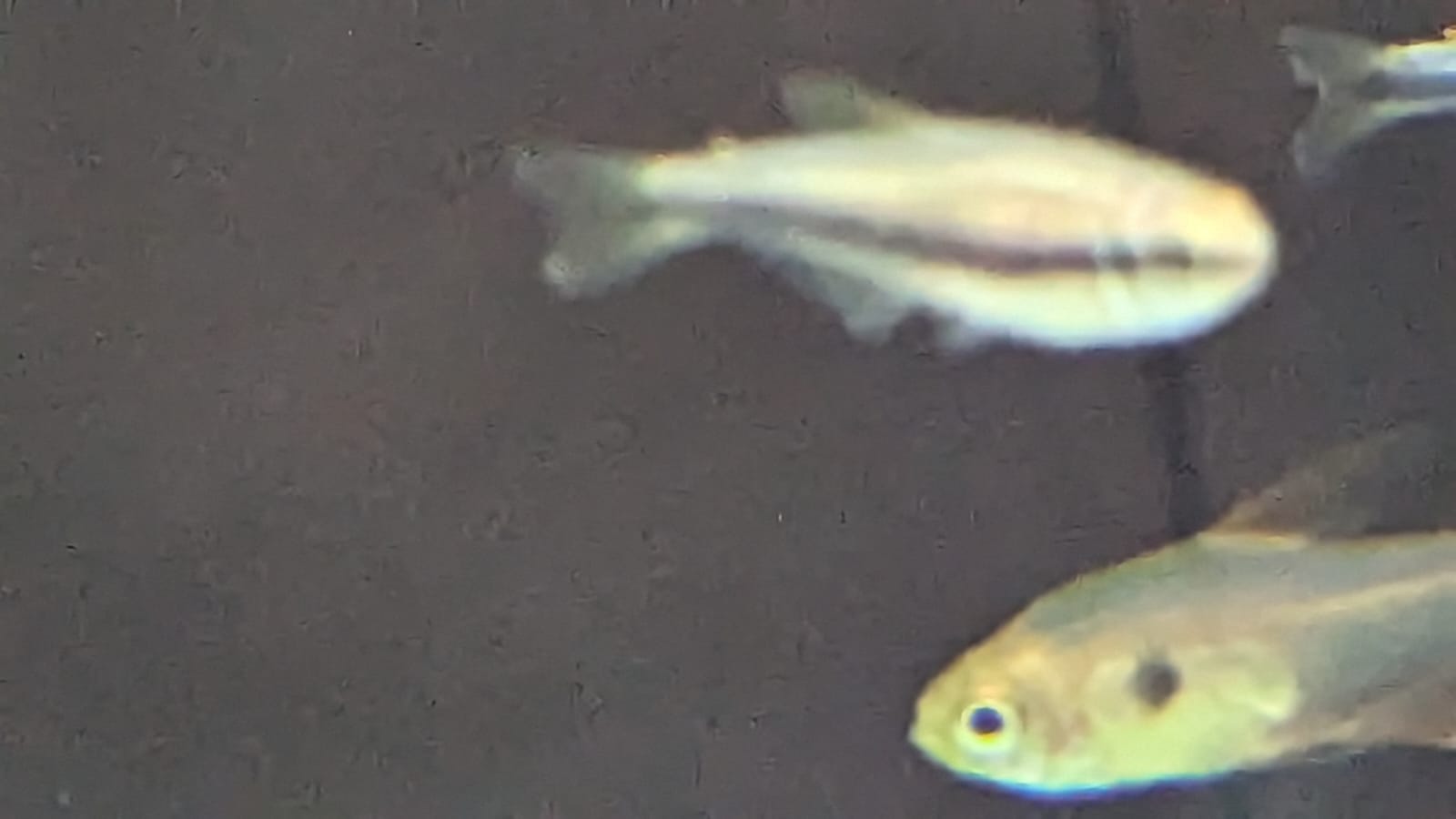 Purple Emperor Tetra