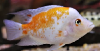 Devil Cichlid