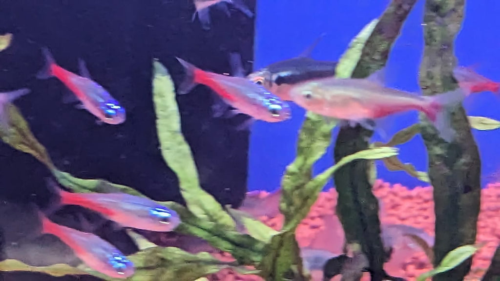 Neon blood fin