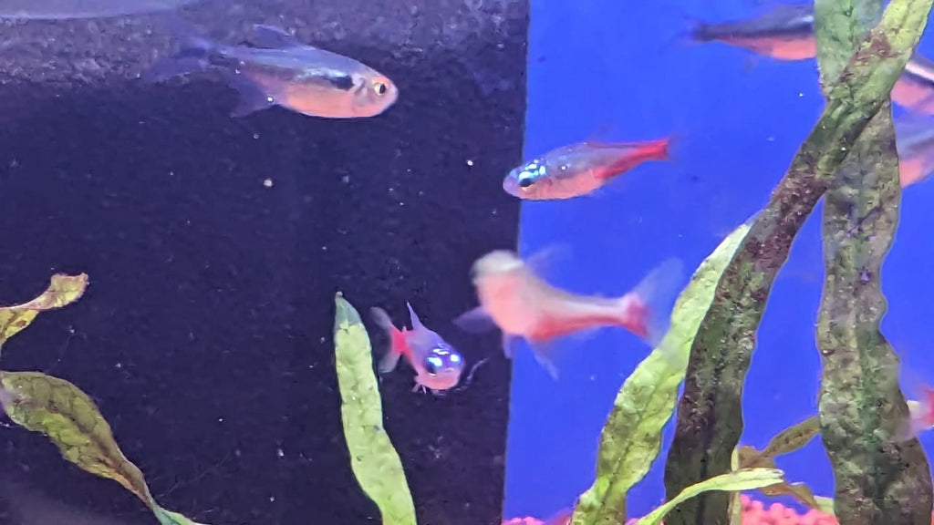 Neon blood fin
