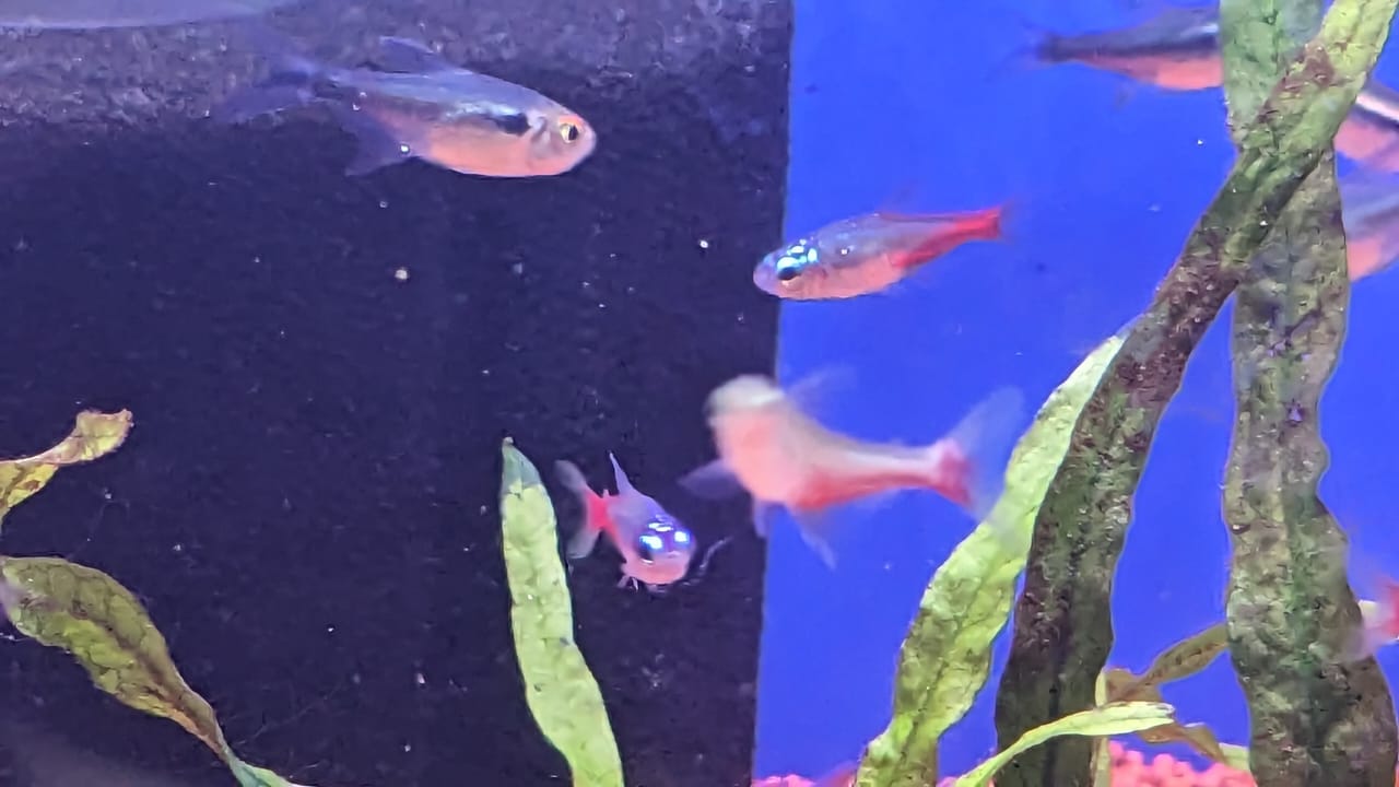 Neon blood fin