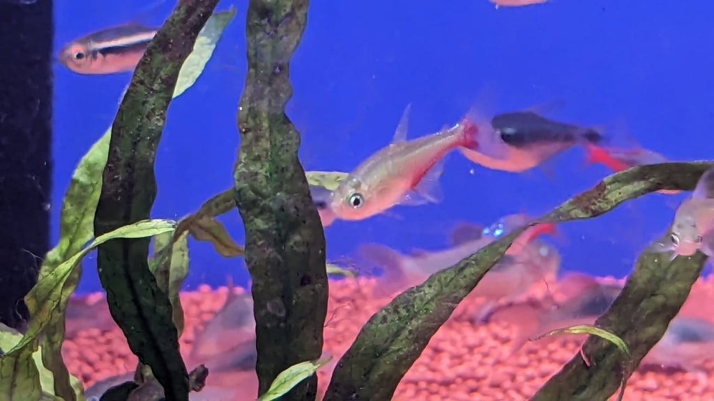 Neon blood fin