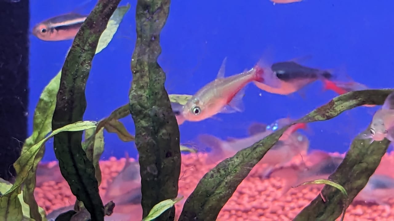 Neon blood fin