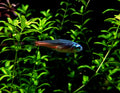 Diamond head neon tetra