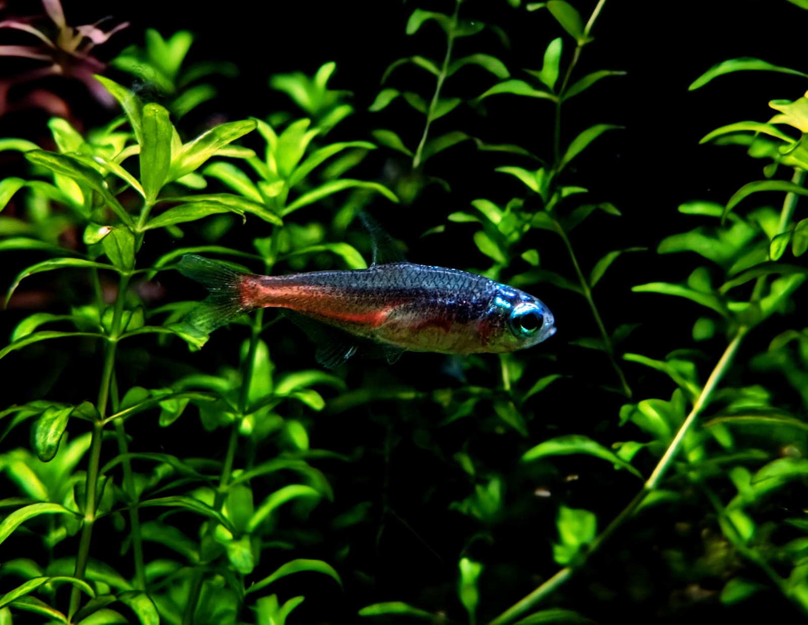Diamond head neon tetra